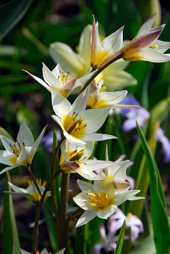 Tulipa turkestanica, Tulip turkestanica, bulbs that naturalize, perennial bulbs